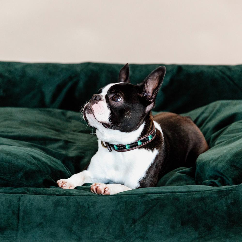 Hunde Halsband Handgemacht Pearls | Kentucky Dogwear