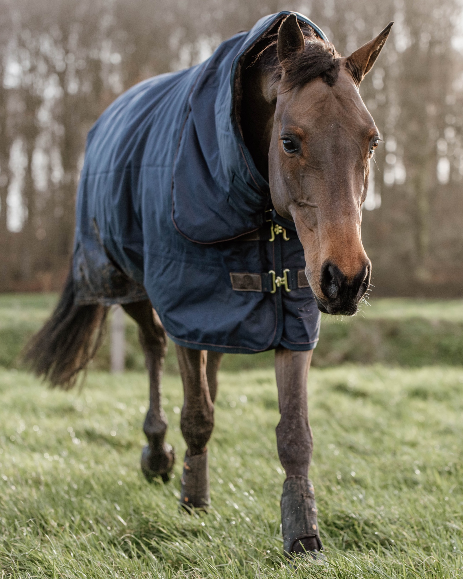 Outdoor rug All Weather waterproof Pro 300g