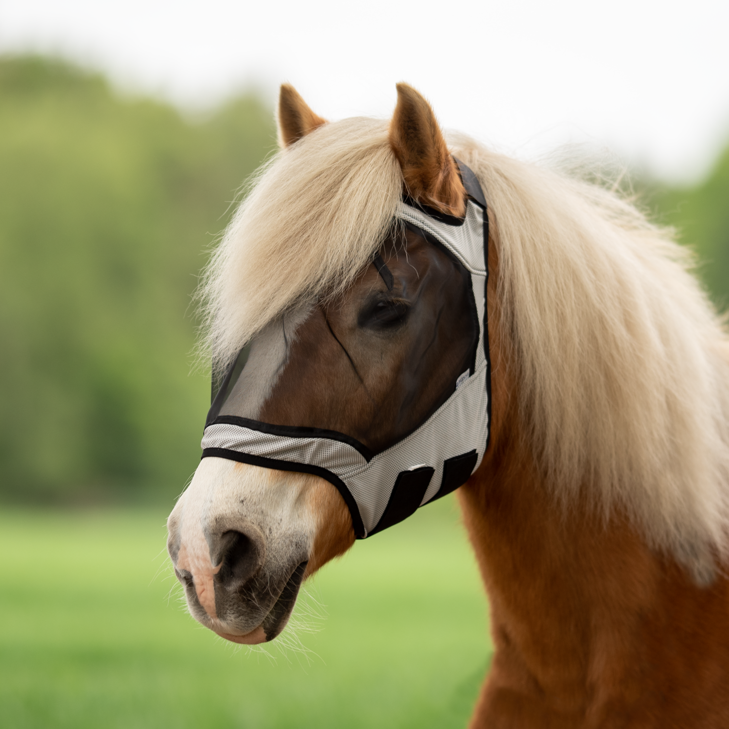 Fly Guard Free fly mask