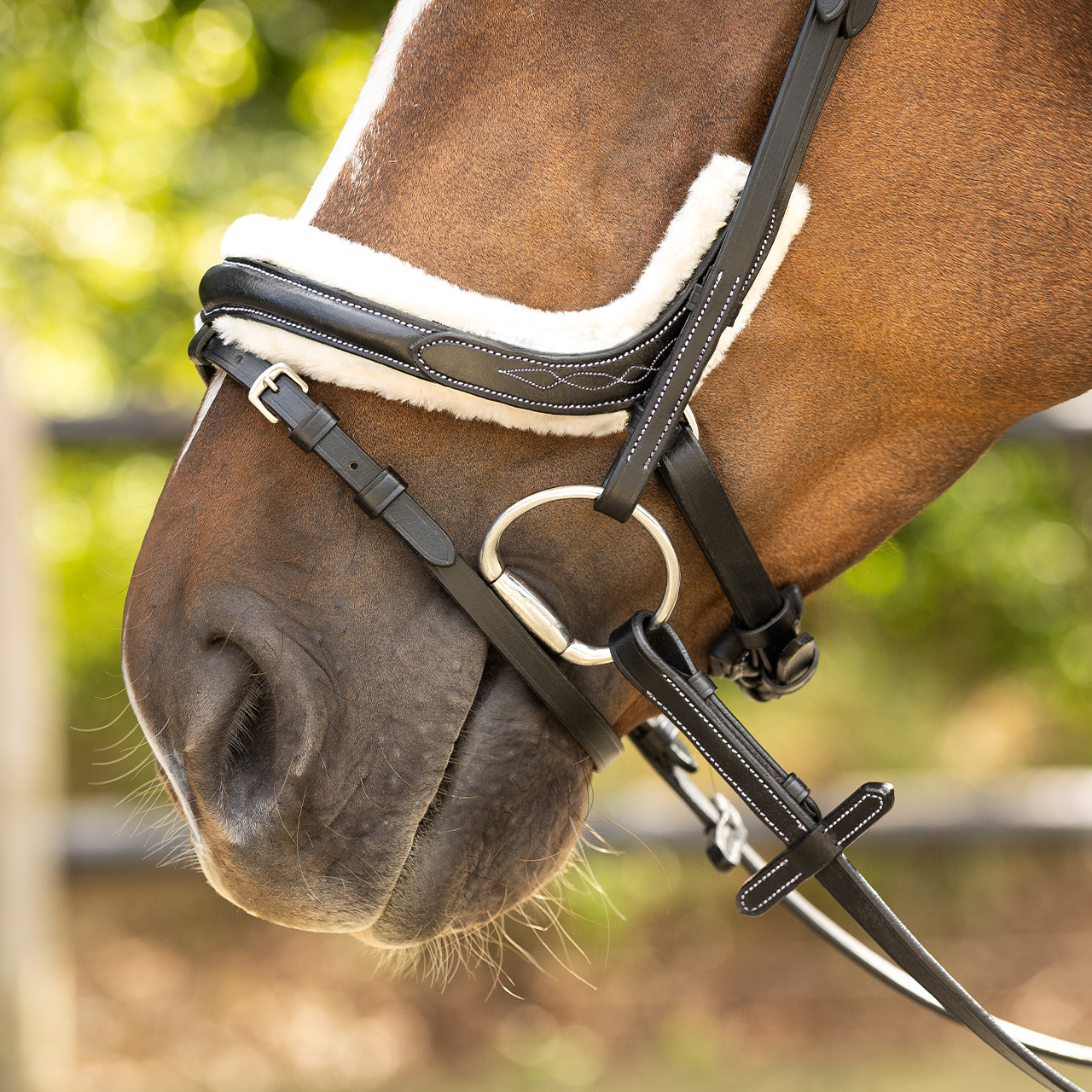 Snaffle Ontario