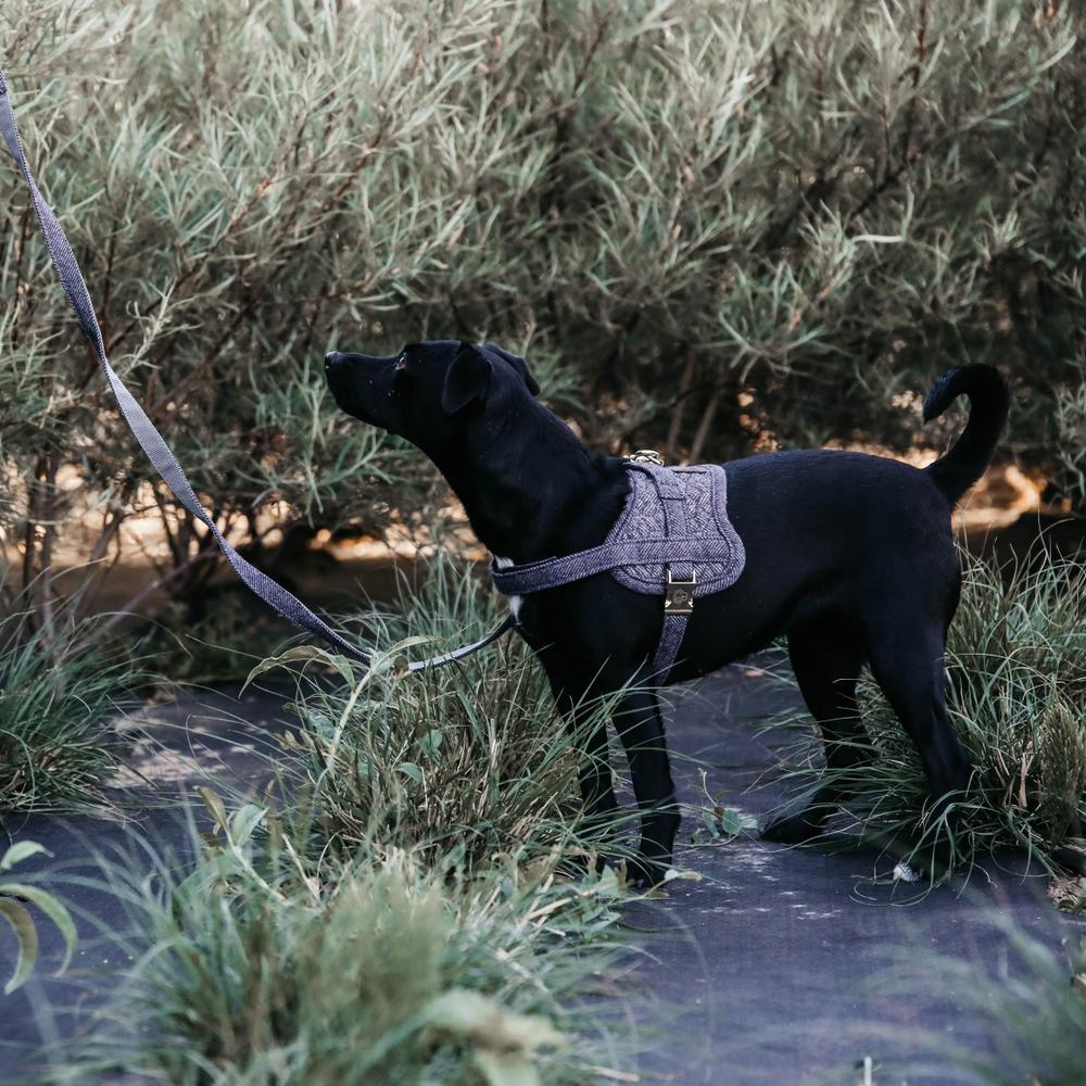 Hundegeschirr Body Safe Wool | Kentucky Dogwear