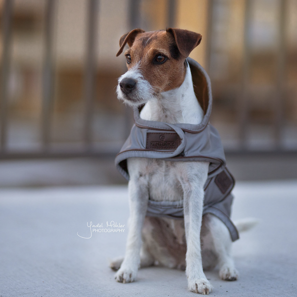 Dog coat reflective & water-repellent in silver Dog coat reflective & water-repellent in silver