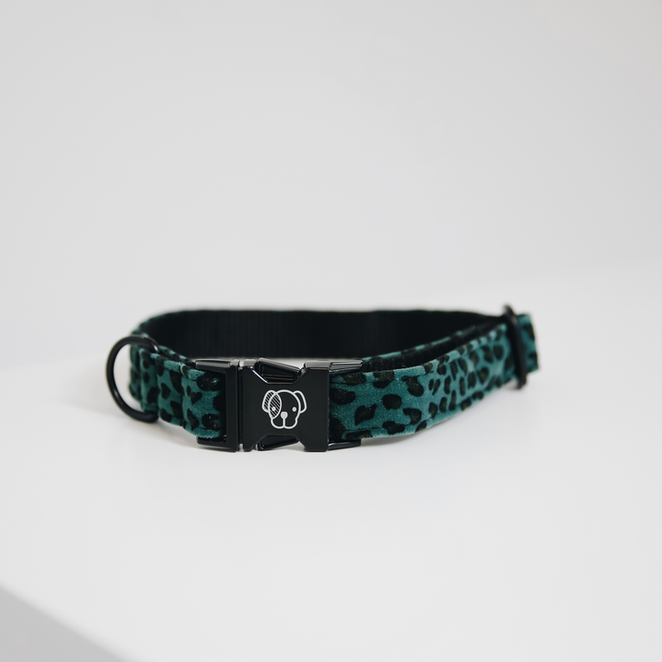 Dog collar lizard
