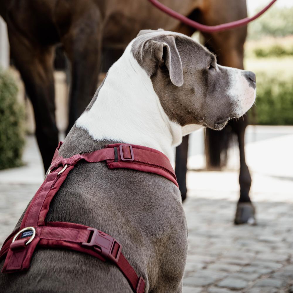 Harnais pour chien Aktiv Velvet