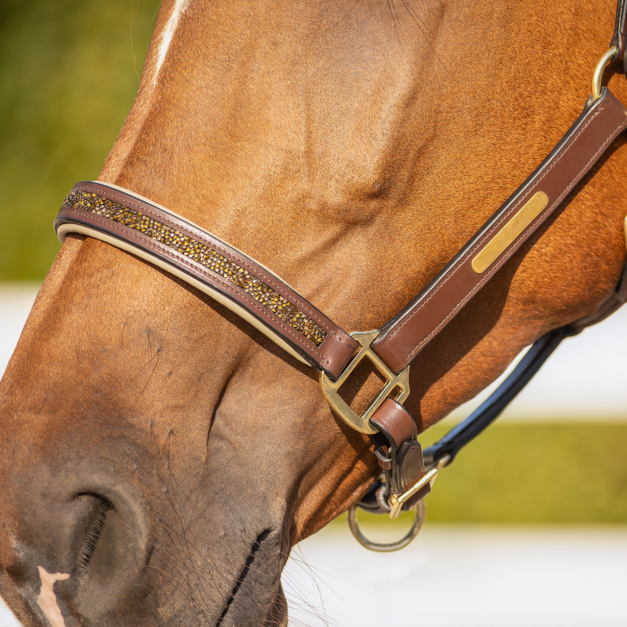 Leather halter Lupine