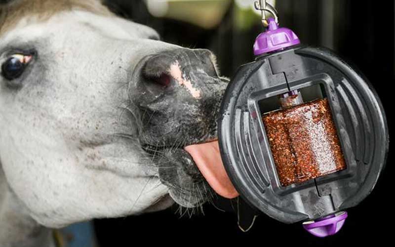 Bizzy Horse