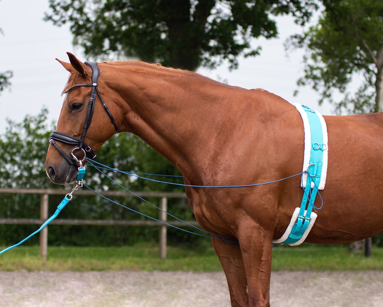 Colour lunging belt