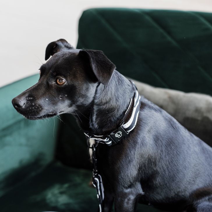 Dog lead lizard 1.2 m