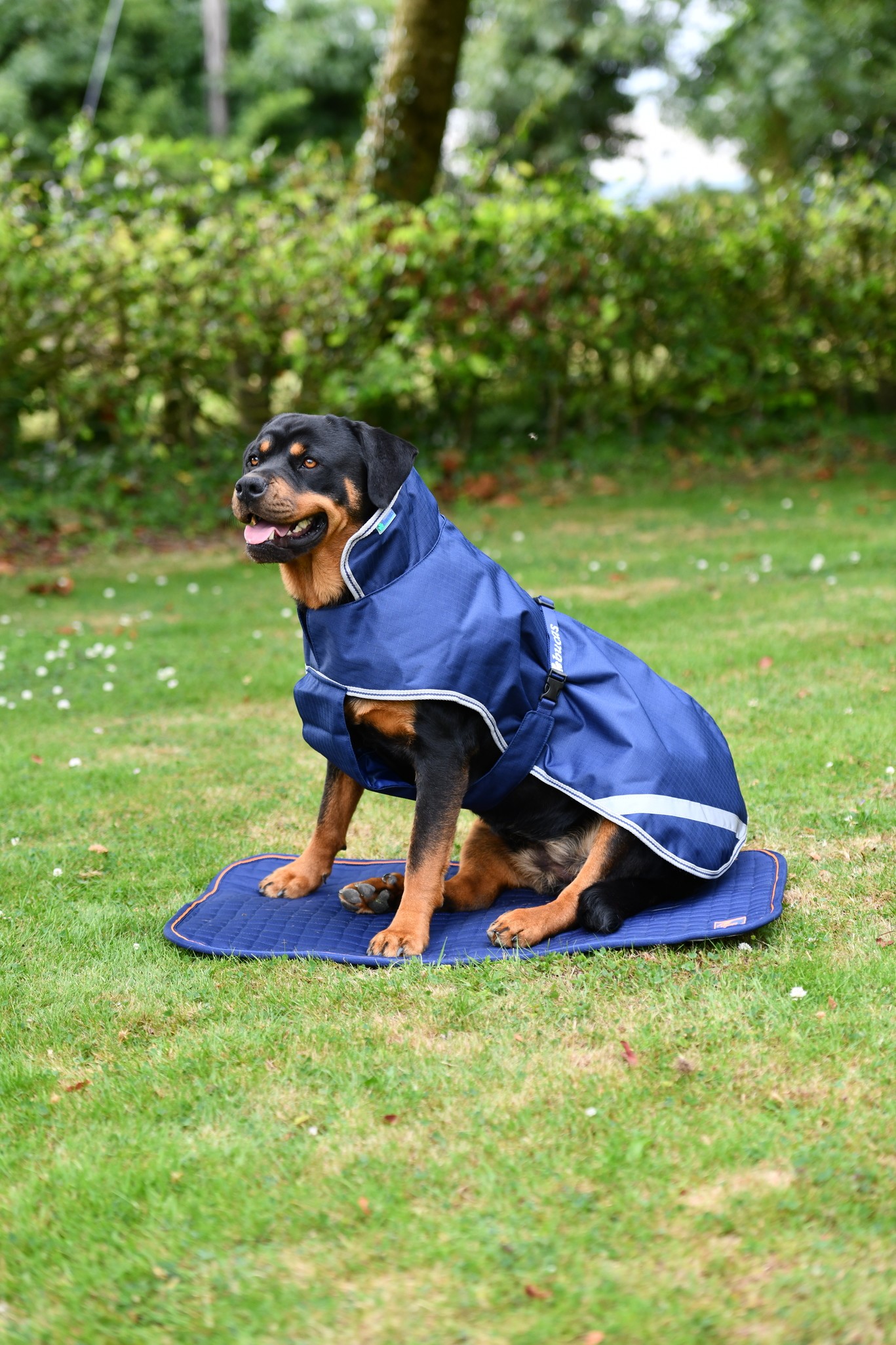 Hundedecke Therapy in Navy/Orange
