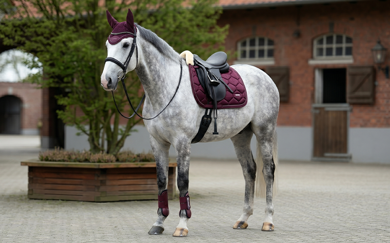 Schimmel mit Eskadron Blackberry Set