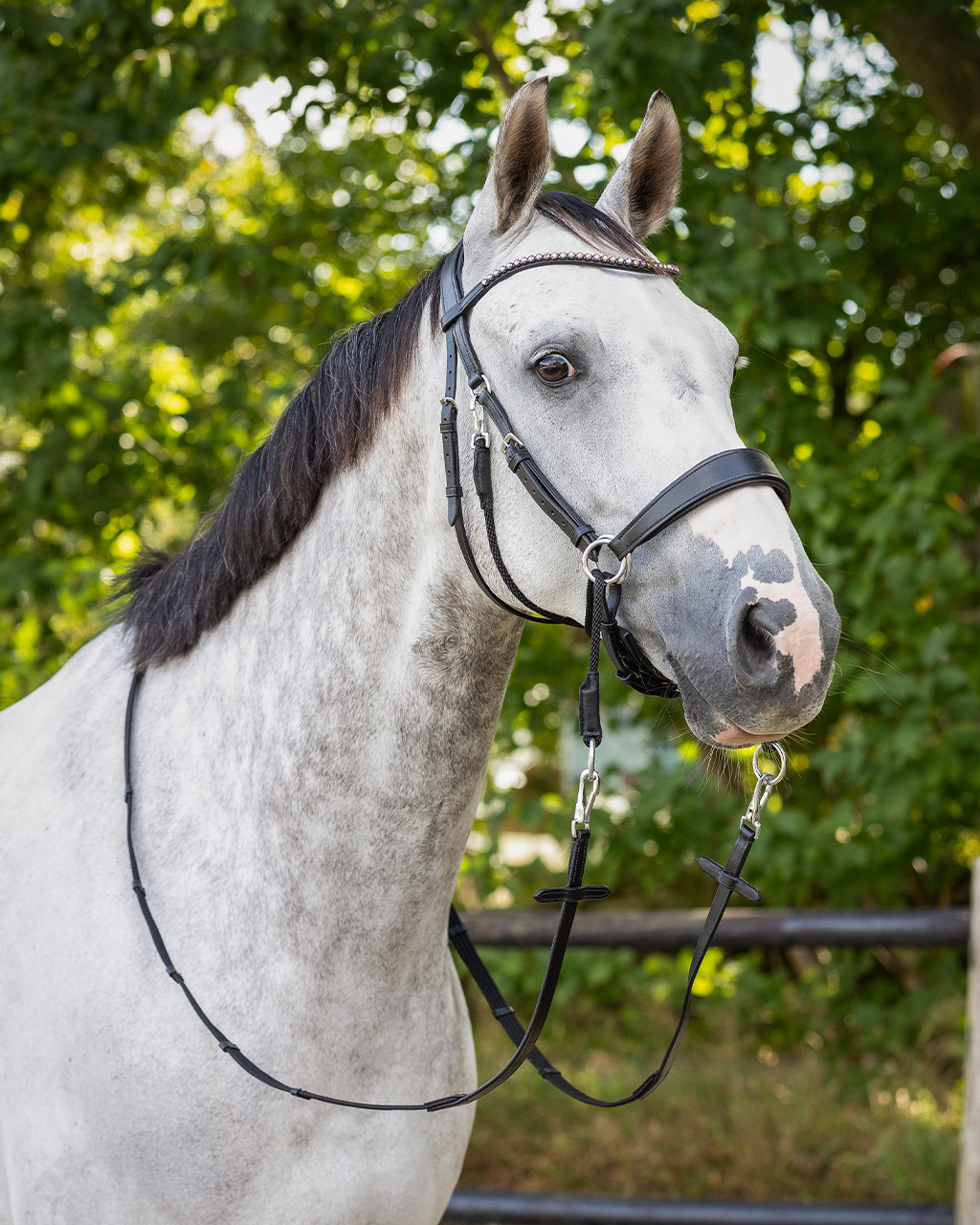 Snaffle bitless Sunna