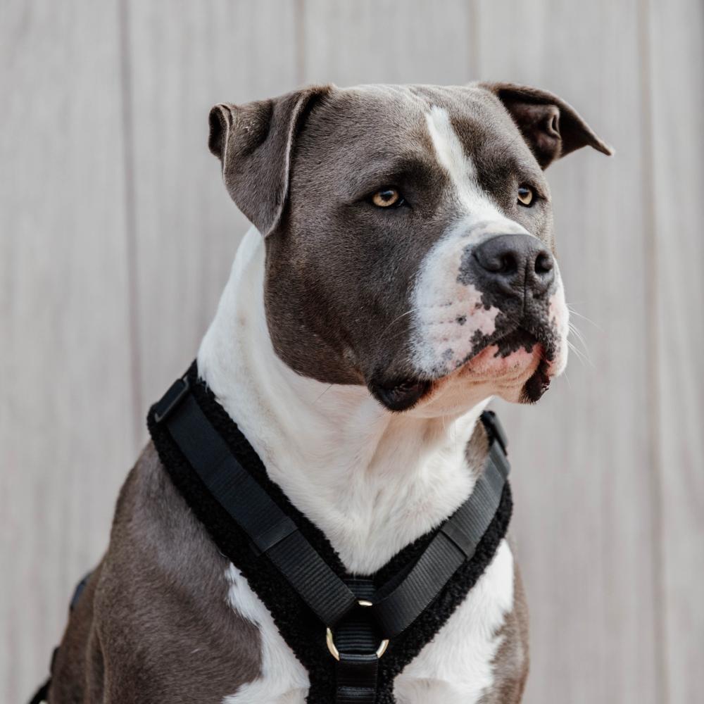 Hundegeschirr Aktiv Teddy Fleece | Kentucky Dogwear