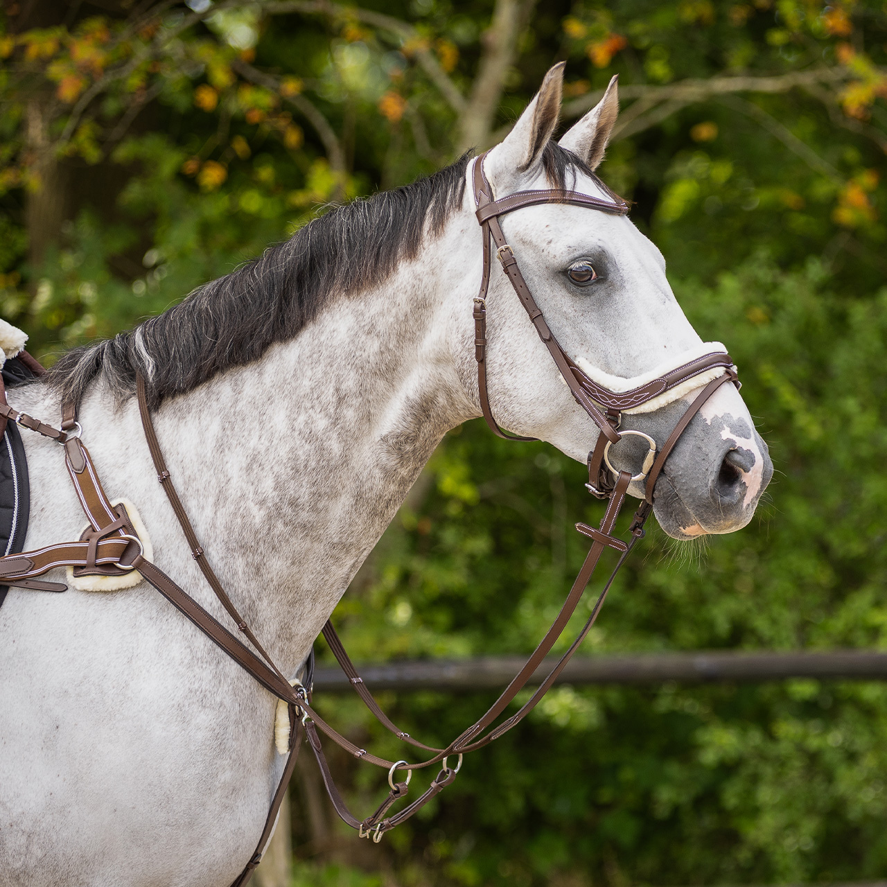 Snaffle Ontario