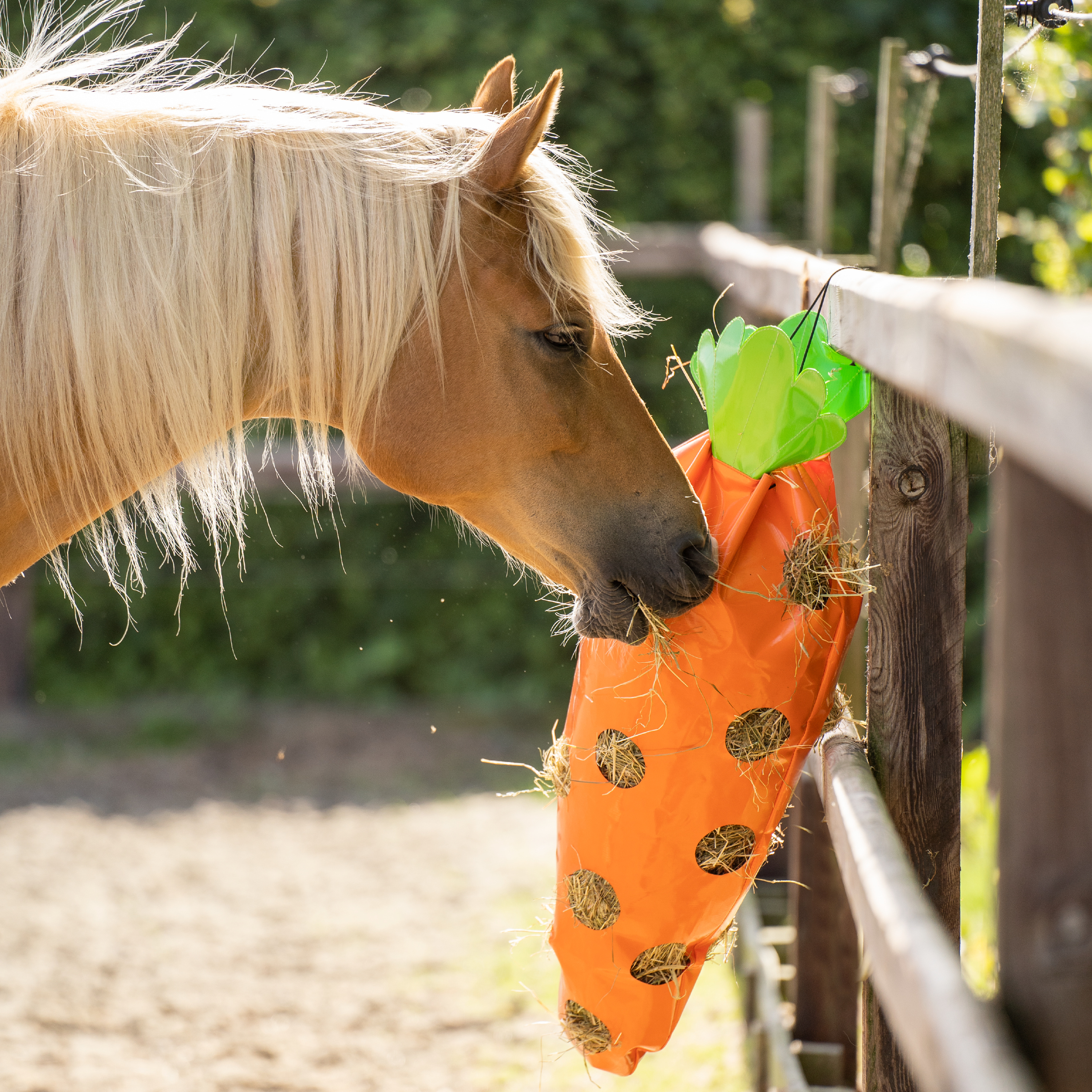 Heutasche Carrot