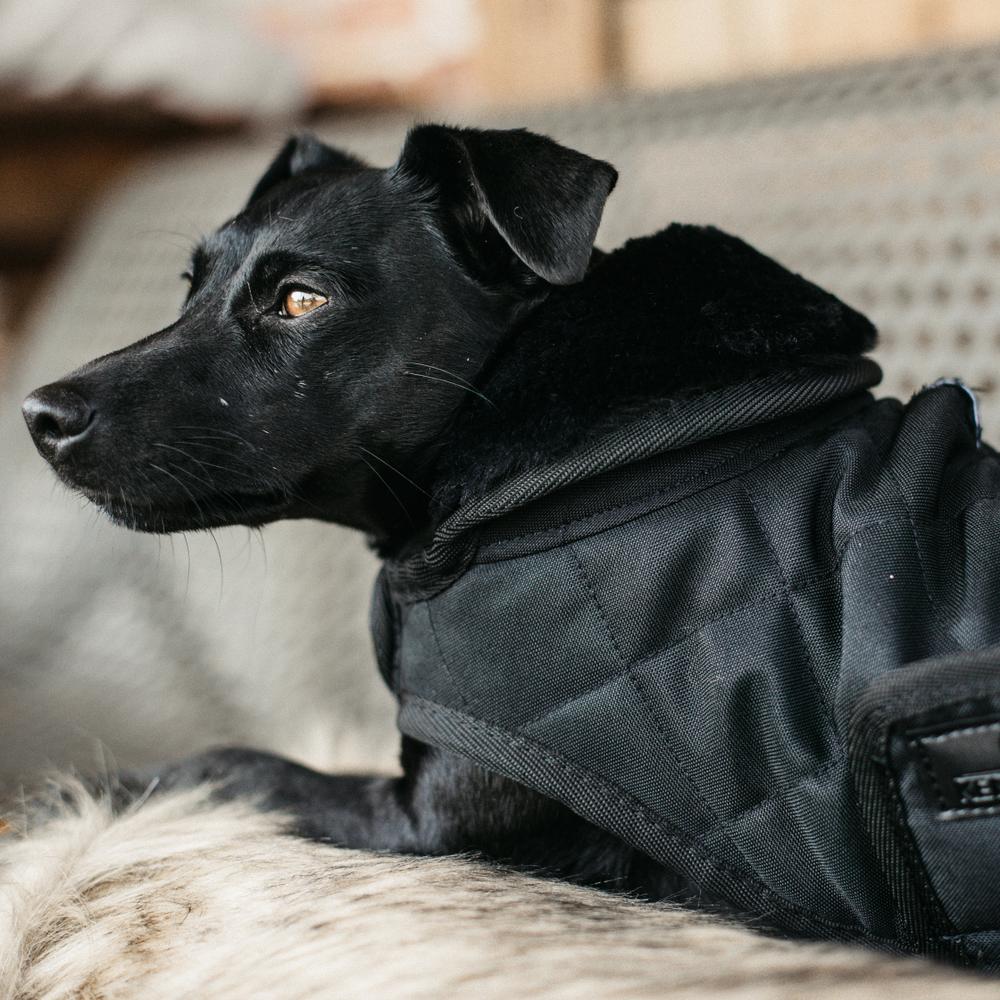 Manteau pour chien Original