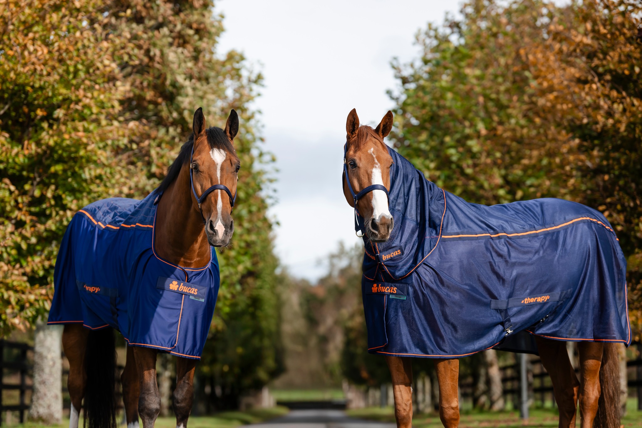 Abschwitzdecke Therapy Mesh Cooler in Navy/Orange