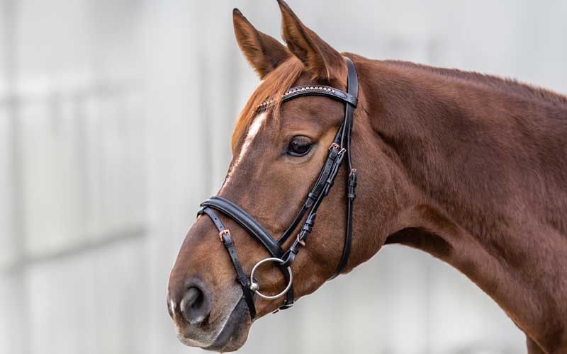 STAR Reitsport STAR Reitsport