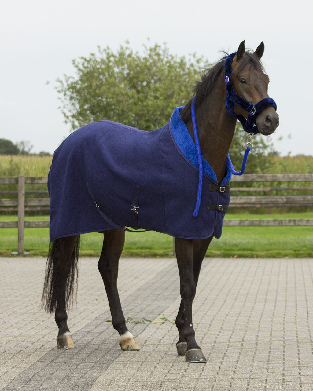 Halter Alaska