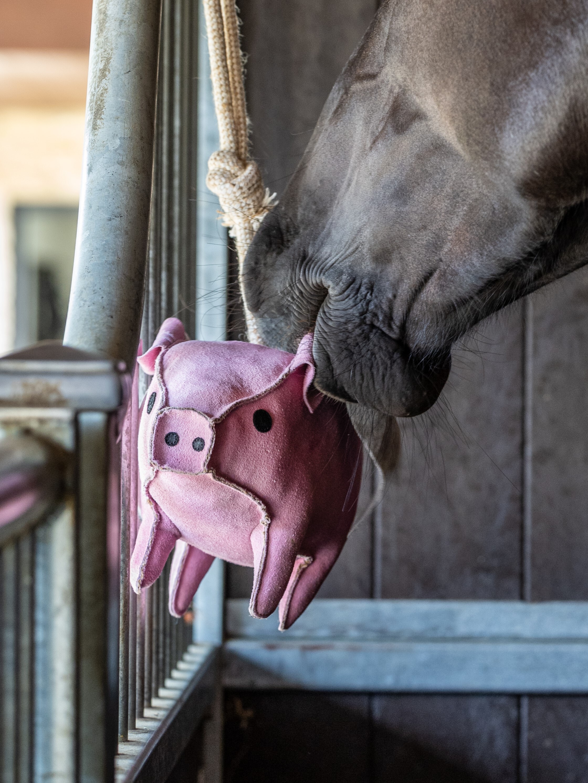Spielzeug-Schweinchen voor paarden