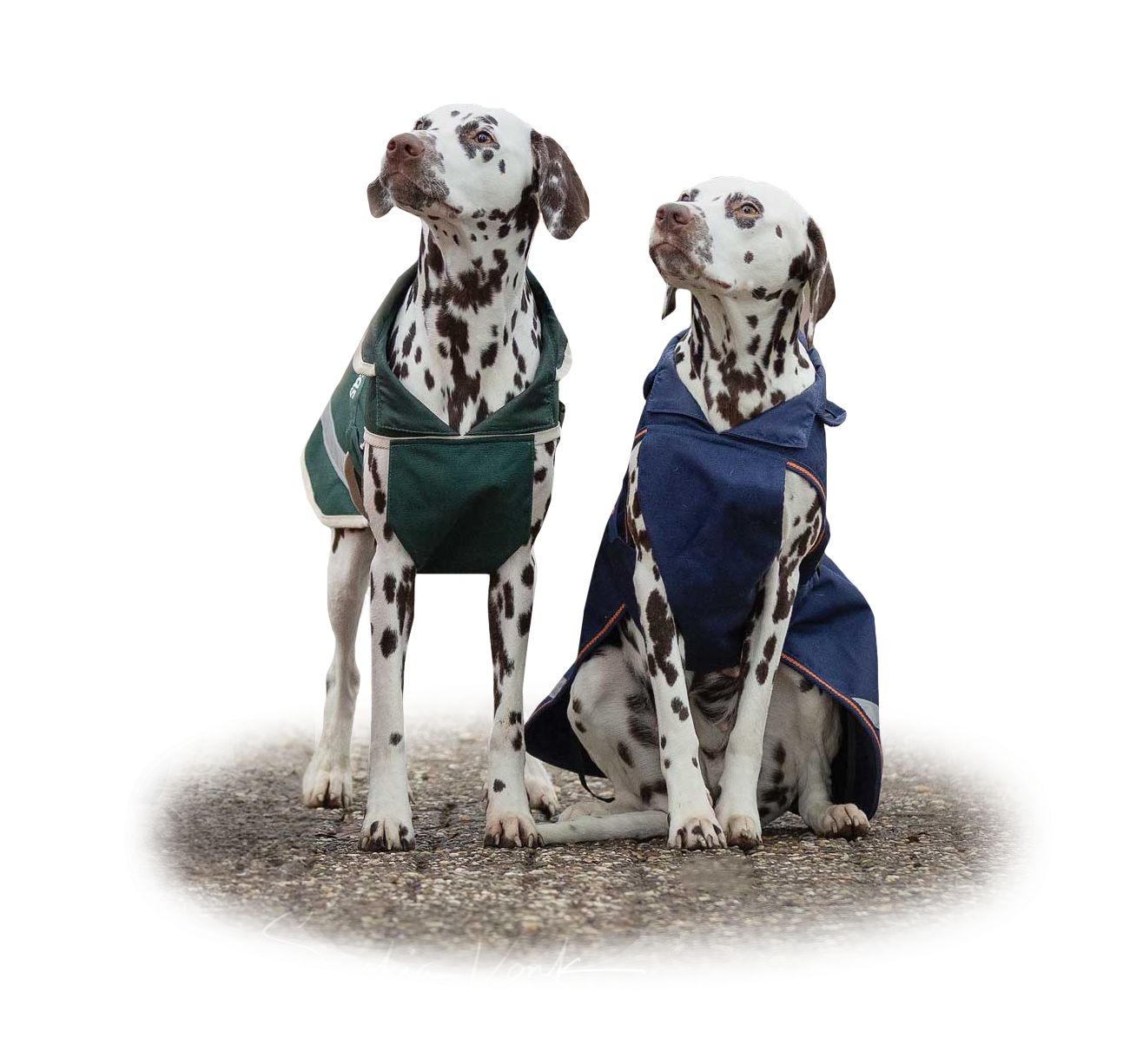 Hundedecke Greenline in Green/cream