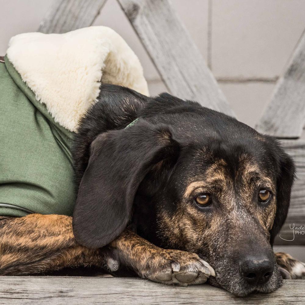 Manteau pour chien imperméable 300g en olive