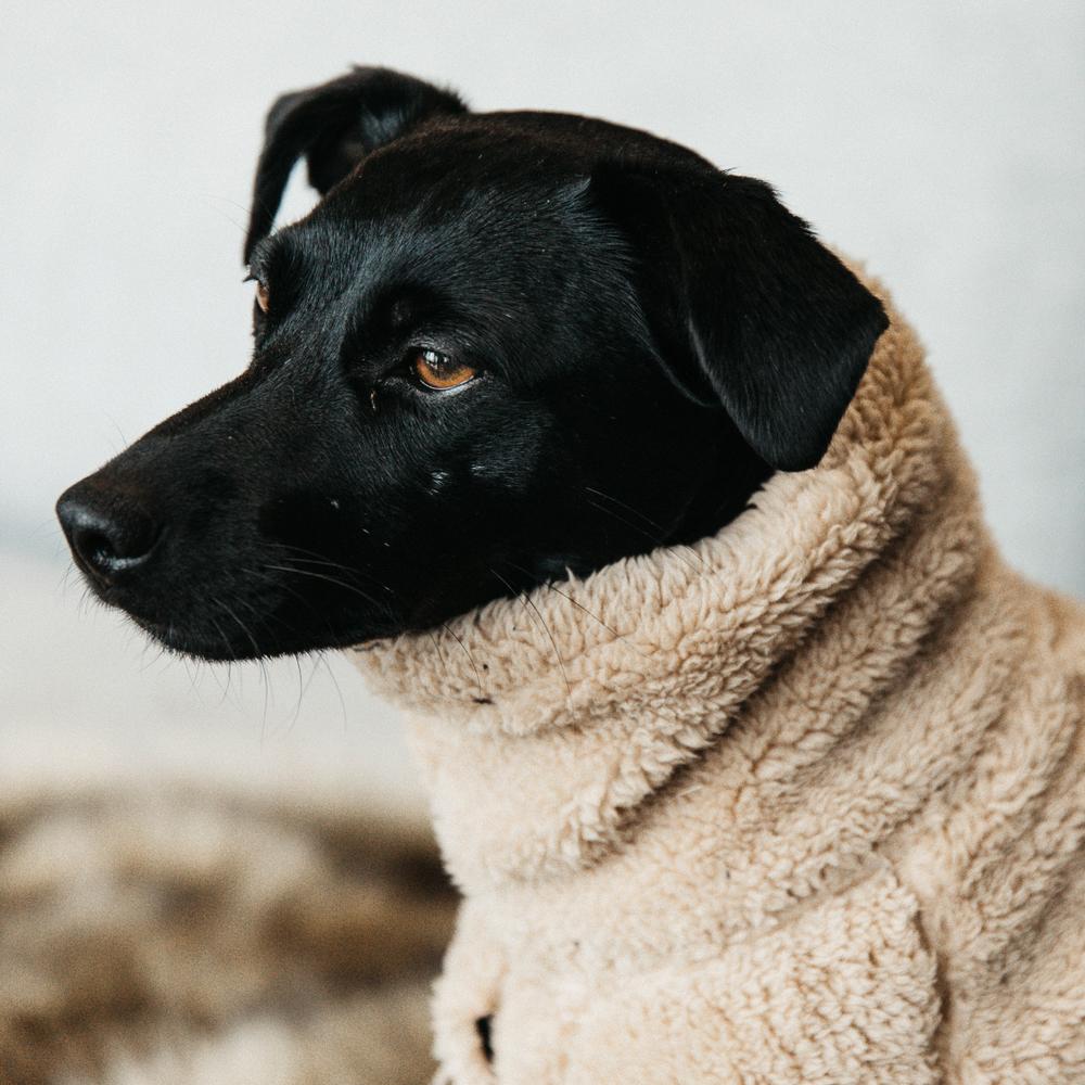 Pullover pour chien Teddy Fleece