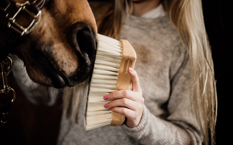 Putzzeug und Pflegemittel Pferdebürste an Pferdenase