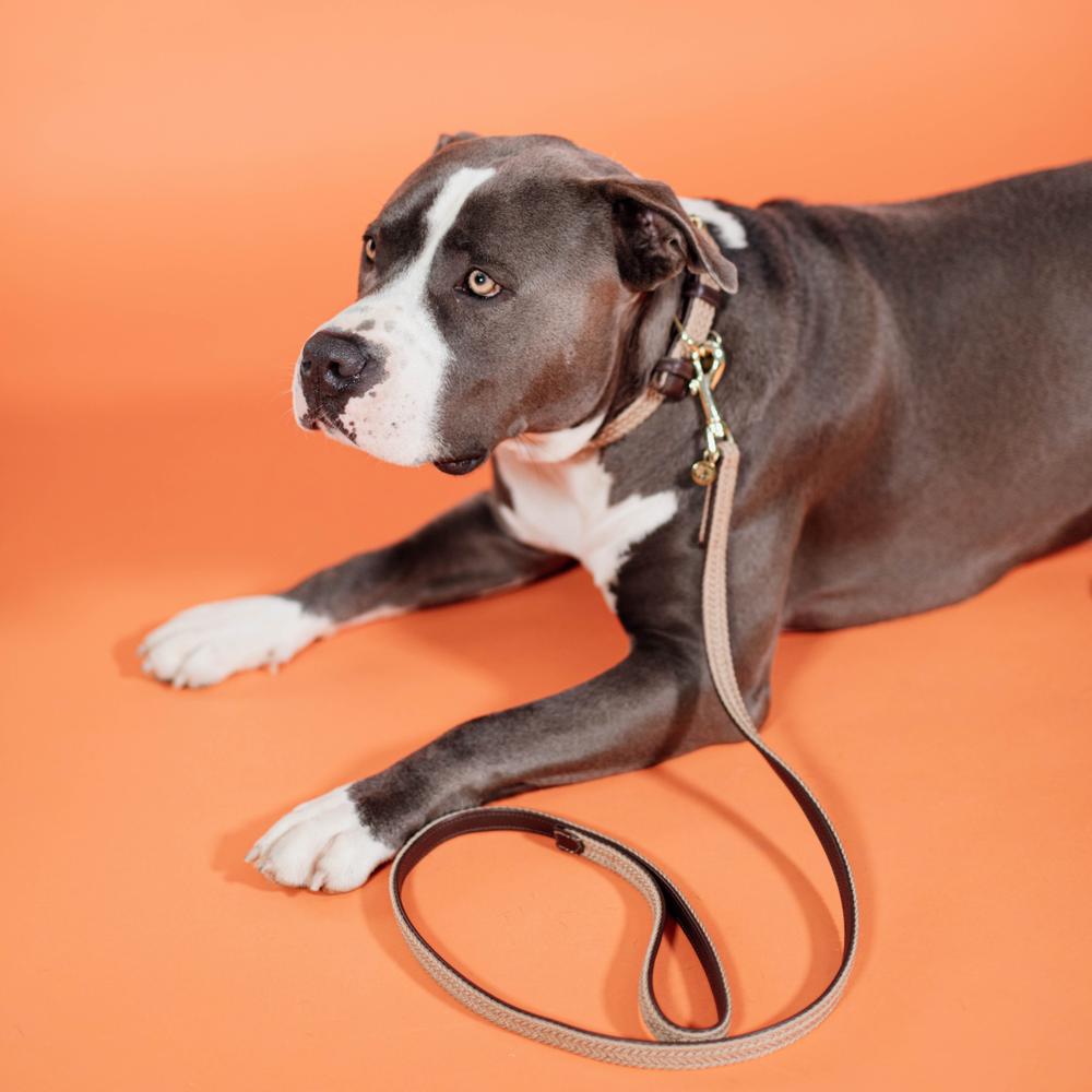 Hunde Leine Plaited Nylon 120 cm