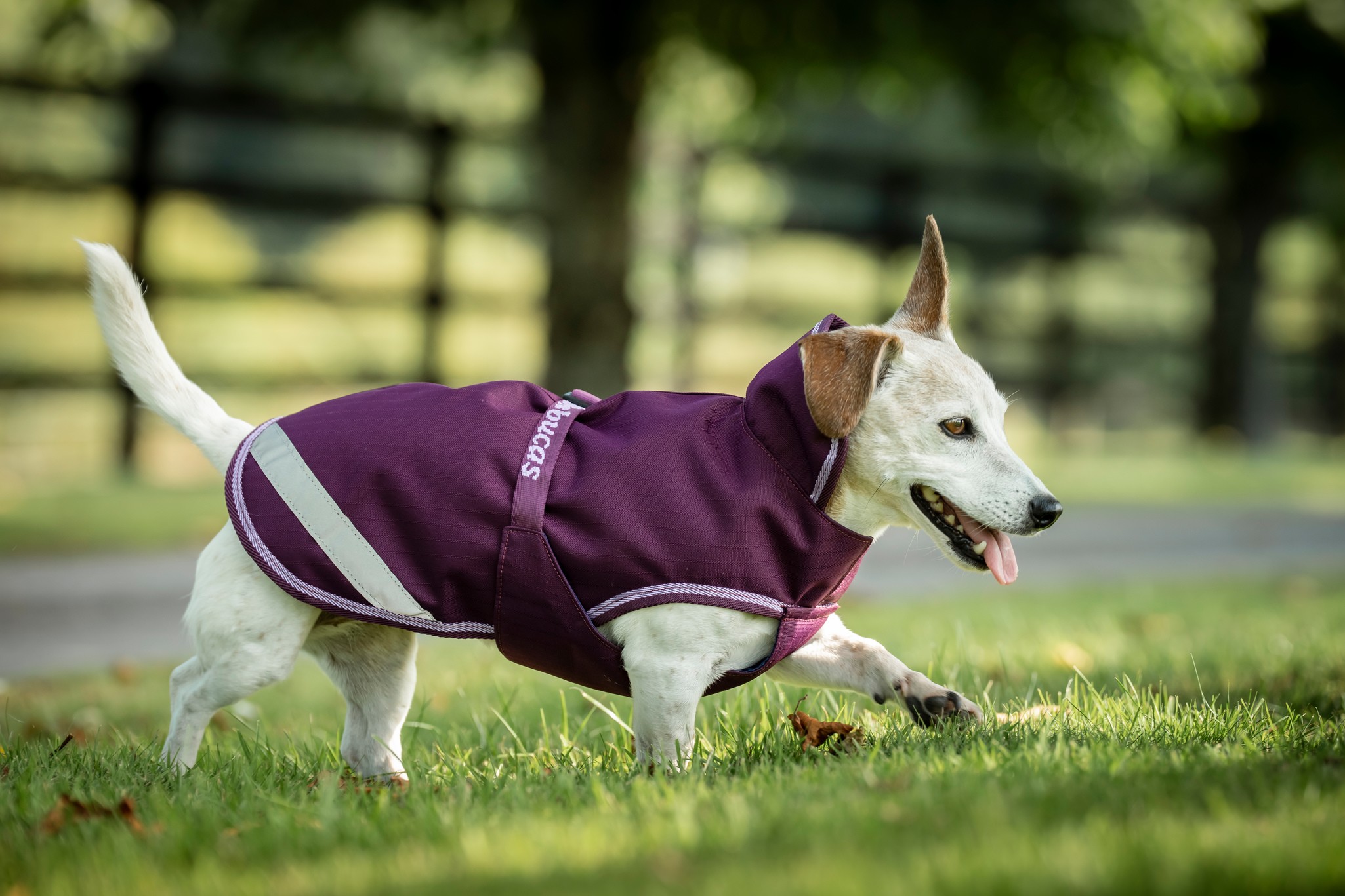 Hundedecke Freedom in Blackberry
